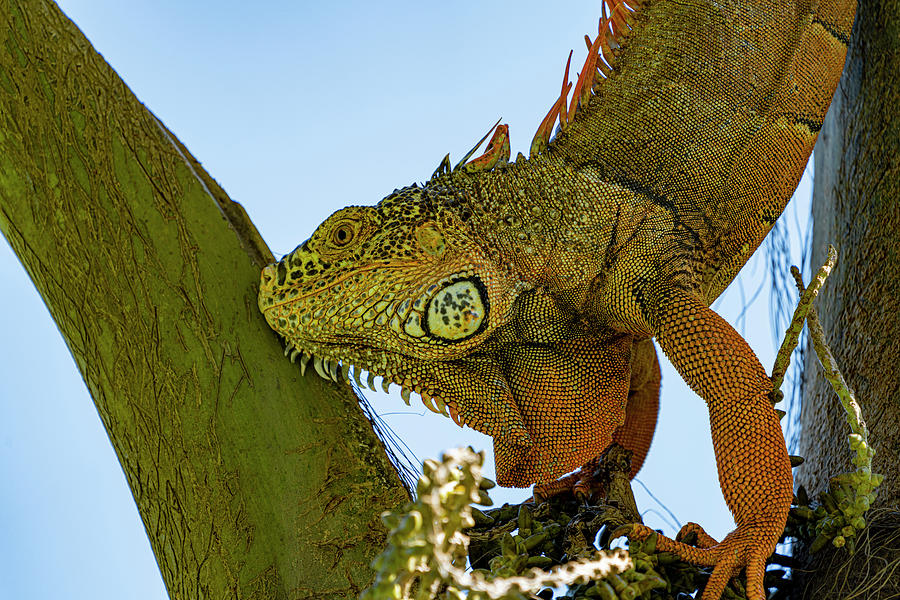 Iguanas #6 Photograph by Tommy Farnsworth