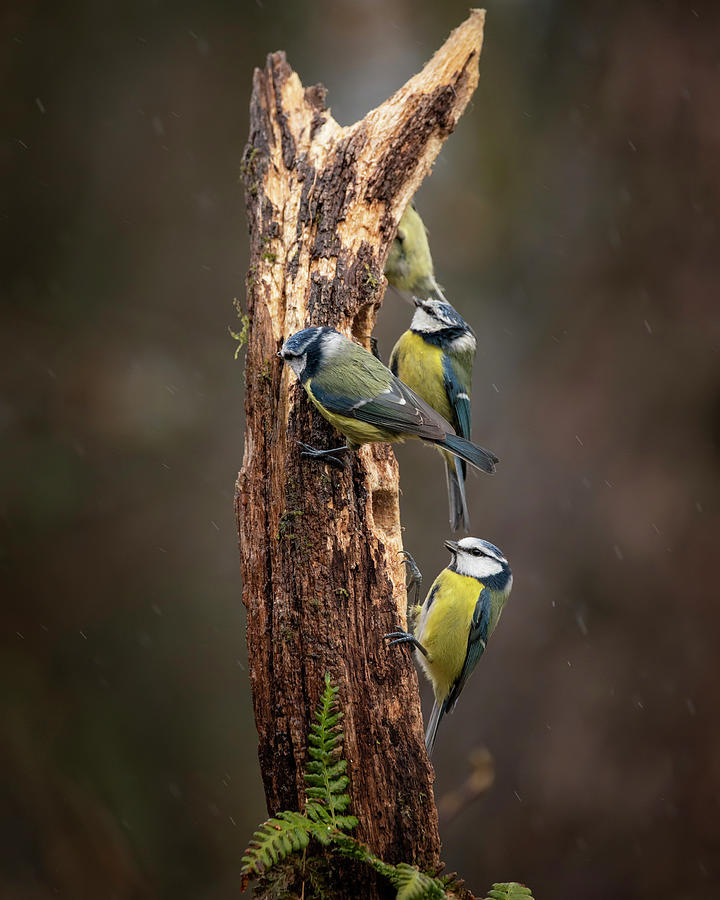 birdling blue tit