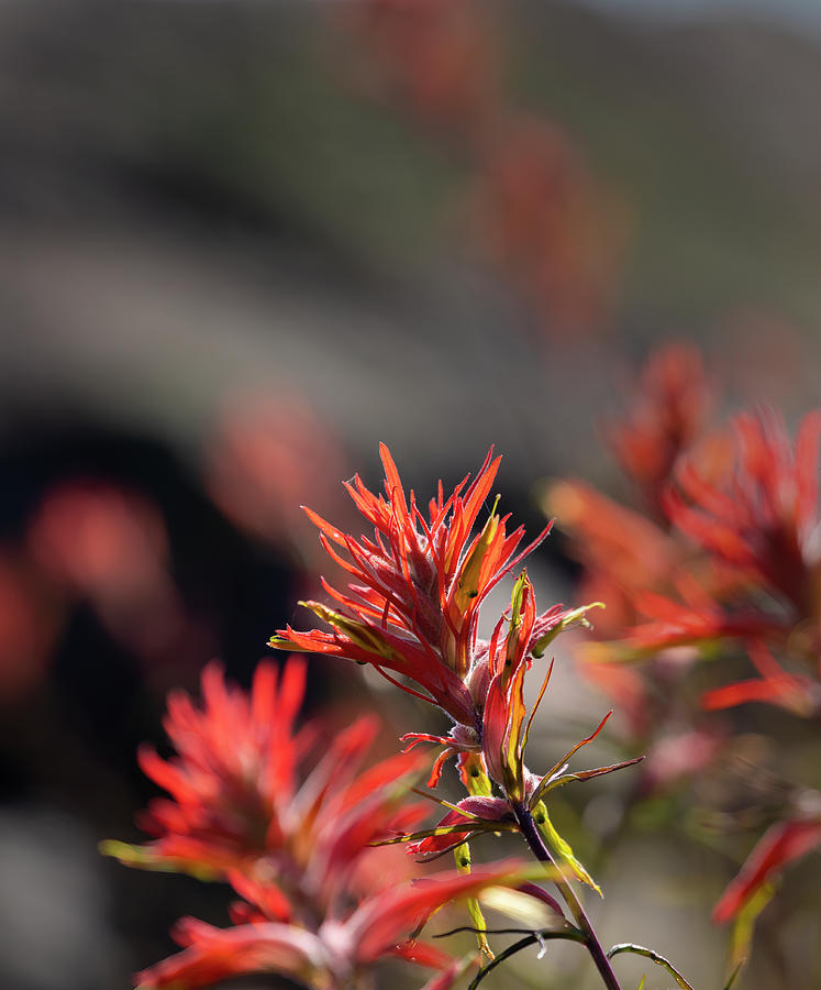Indian Paintbrush Photograph by Laura Terriere
