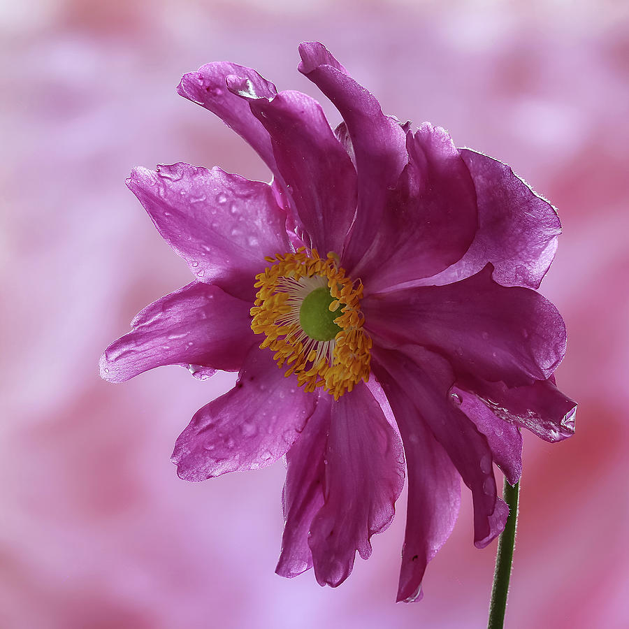 Japanese Anemone #7 Photograph by Shirley Mitchell