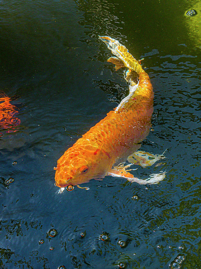 Koi #6 Photograph by Mark Mille