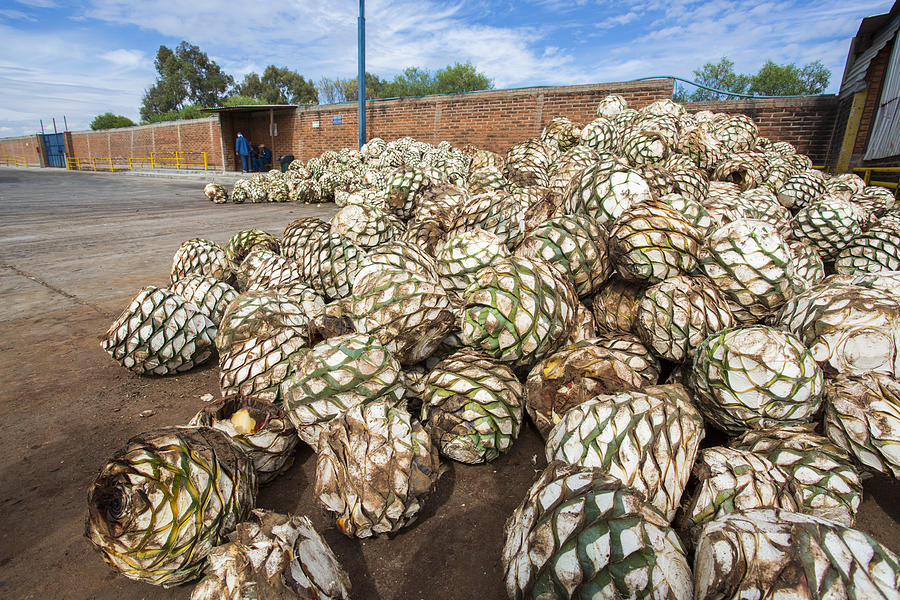 Landscape blue agave in Jesus Maria, Jalisco #6 Photograph by Showing the world ..