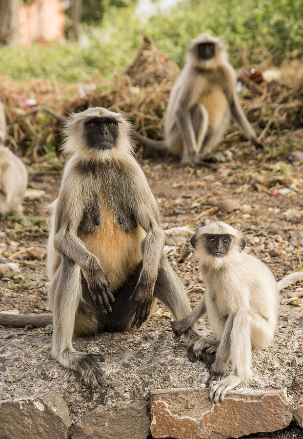 Langur monkey at  Daulatabad fort, India. #6 Photograph by CR Shelare