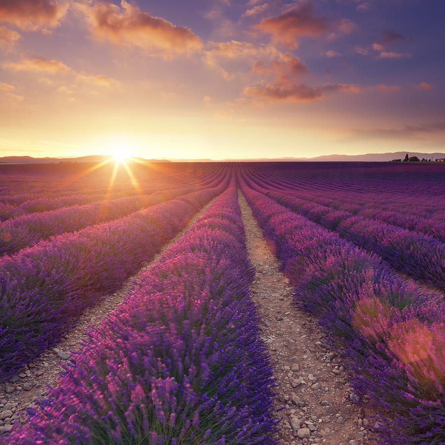 Lavender field at sunset #6 Photograph by Mammuth