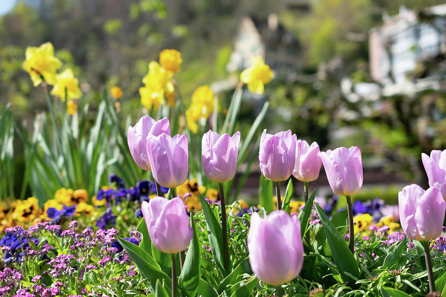 Lila tulip flower blossoms in a park in Weesen in Switzerland ...