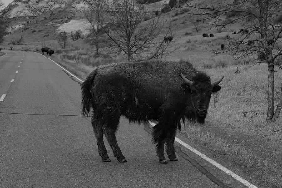 Lone buffalo at Theodore Roosevelt National Park in North Dakota in black and white #6 Photograph by Eldon McGraw