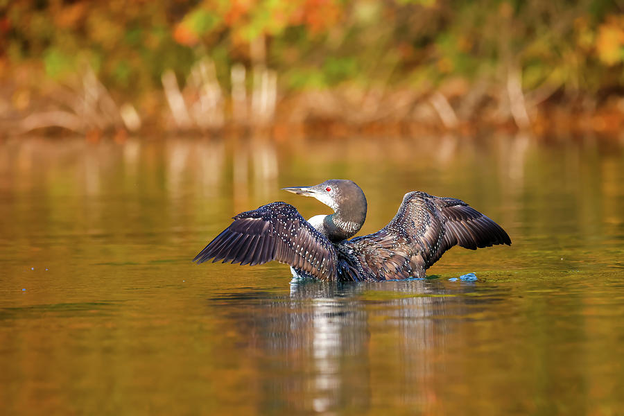 Loon #6 Photograph by Brook Burling