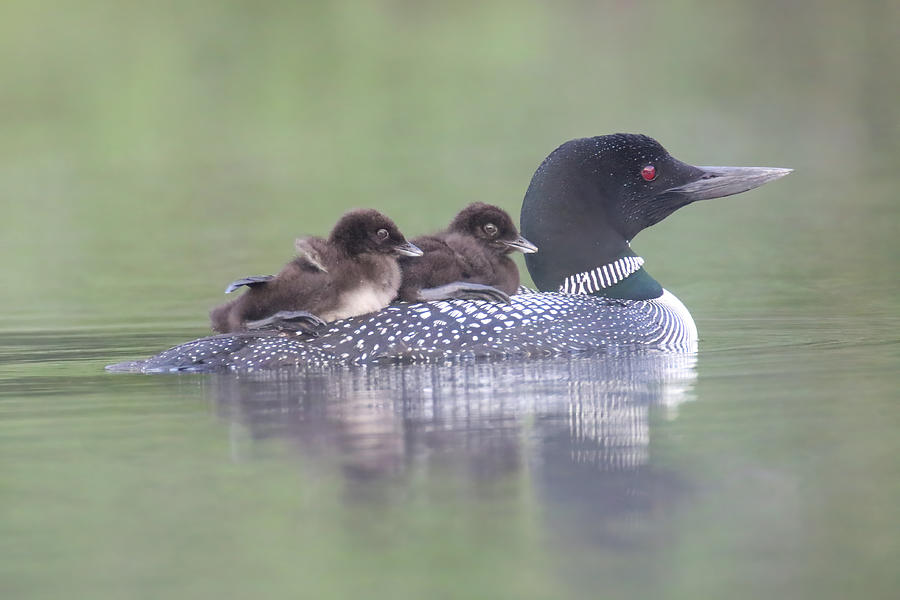 Loon Family Photograph by Brook Burling - Fine Art America