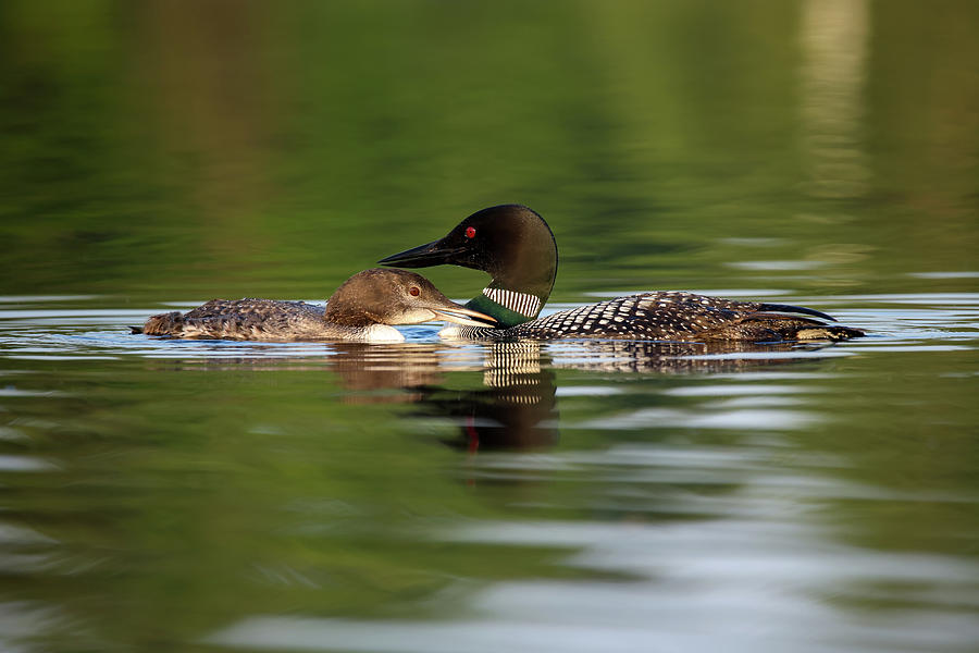 Loons #6 Photograph by Brook Burling