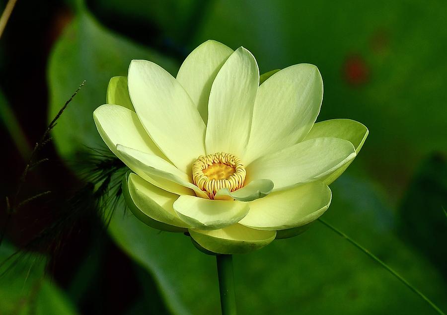 Lotus blossom #6 Photograph by David Campione
