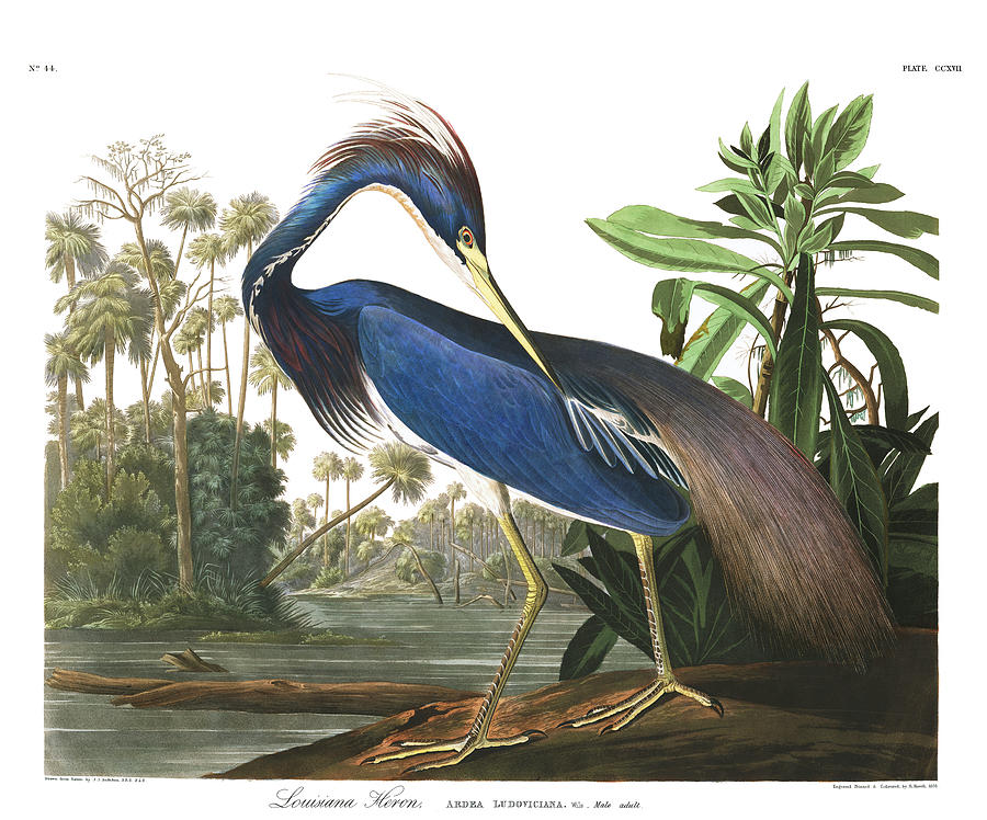Tree Painting - Louisiana Heron #6 by John James Audubon