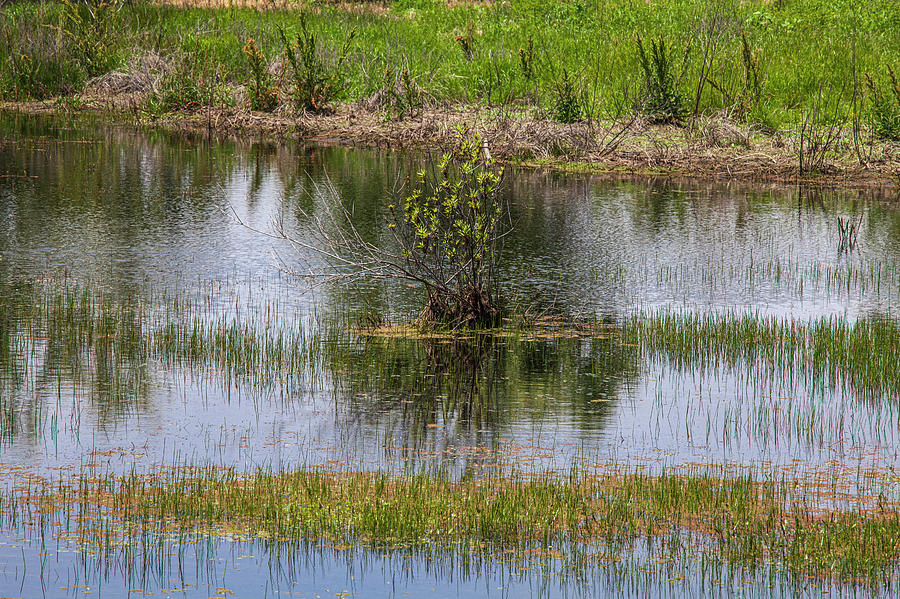 Torrance Photograph - Madrona Marsh Wetlands is a vernal freshwater marsh and is appro #4 by Peter Bennett