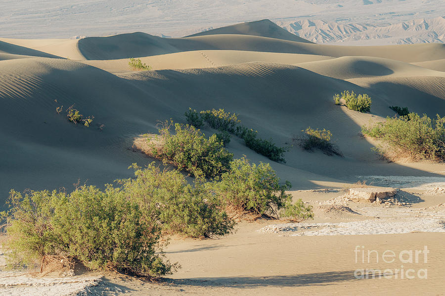 Mesquite Sand Dunes in Death Valley #6 Photograph by Hanna Tor