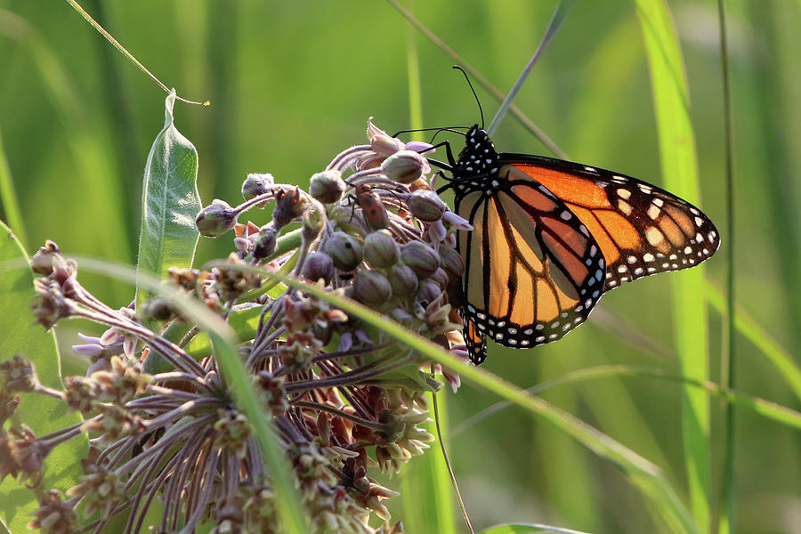 Monarch Butterfly Stony Brook New York #6 Photograph by Bob Savage