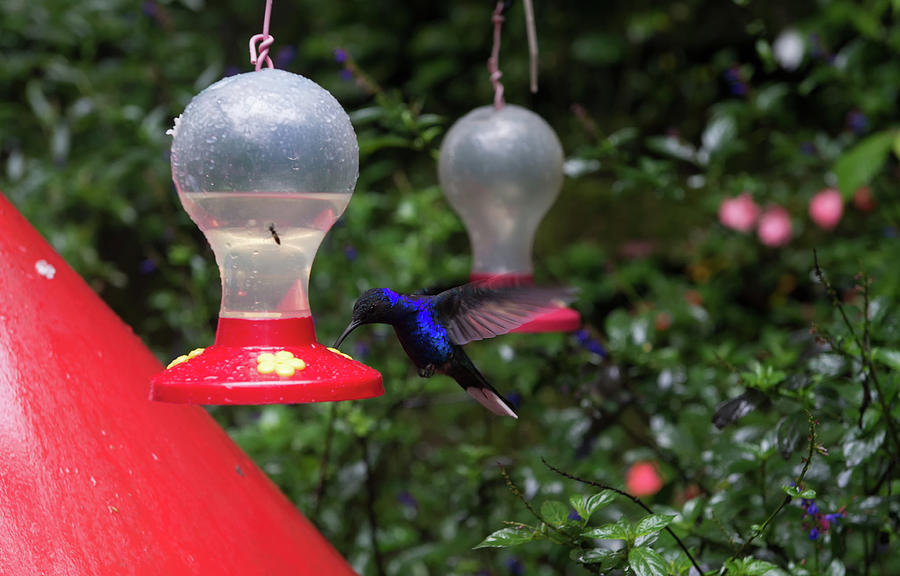 Monteverde Hummingbirds Digital Art