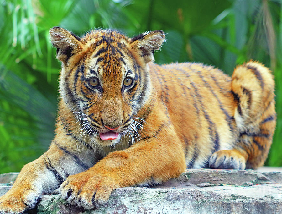 6 Month Tiger Cub Photograph by Larry Nieland