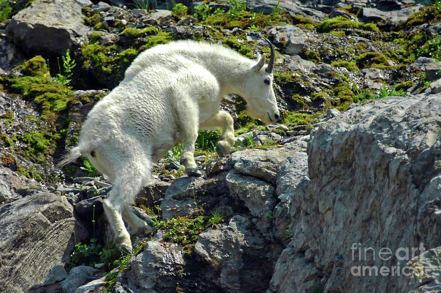 Mountain Goat #6 Photograph by Cindy Murphy