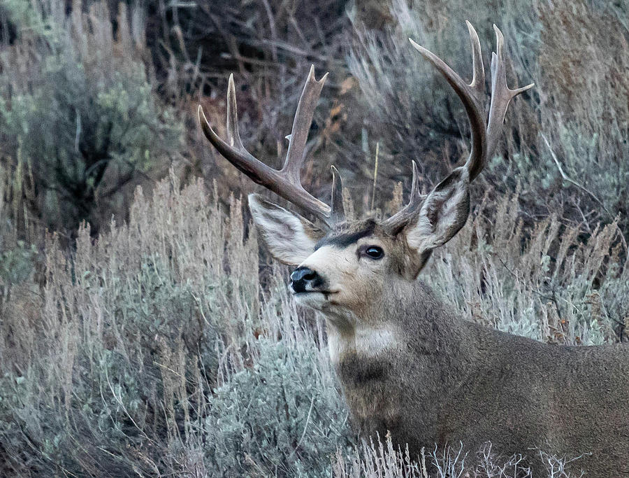 Mule Deer Bucks Photograph by Scott Roberts - Fine Art America