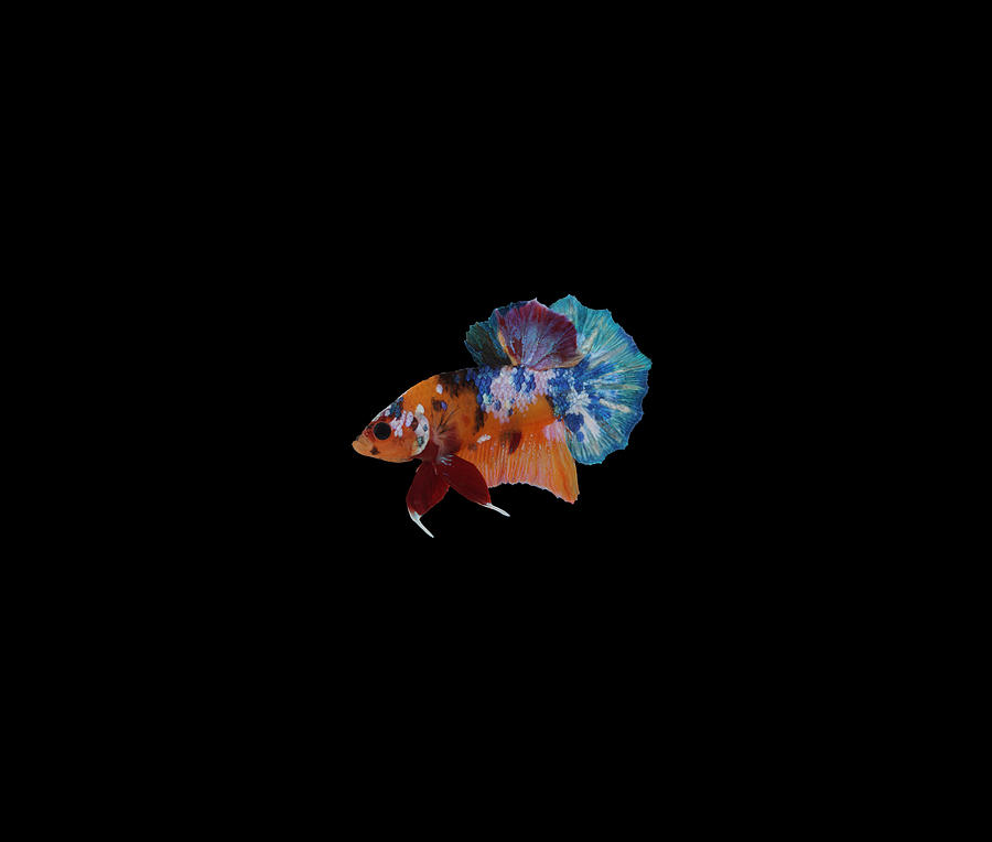 Multicolor Betta Fish #6 Photograph by Sambel Pedes