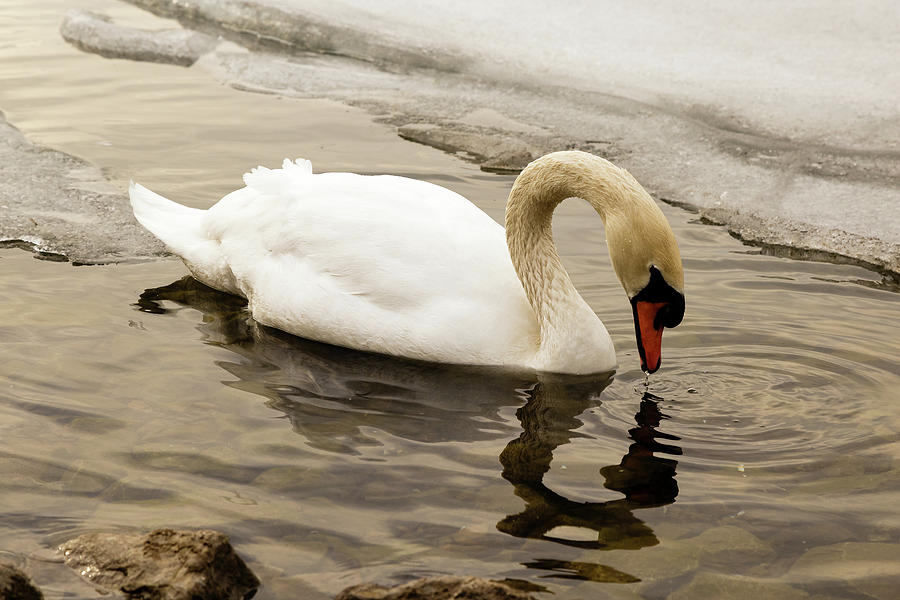Mute swan #6 Photograph by SAURAVphoto Online Store