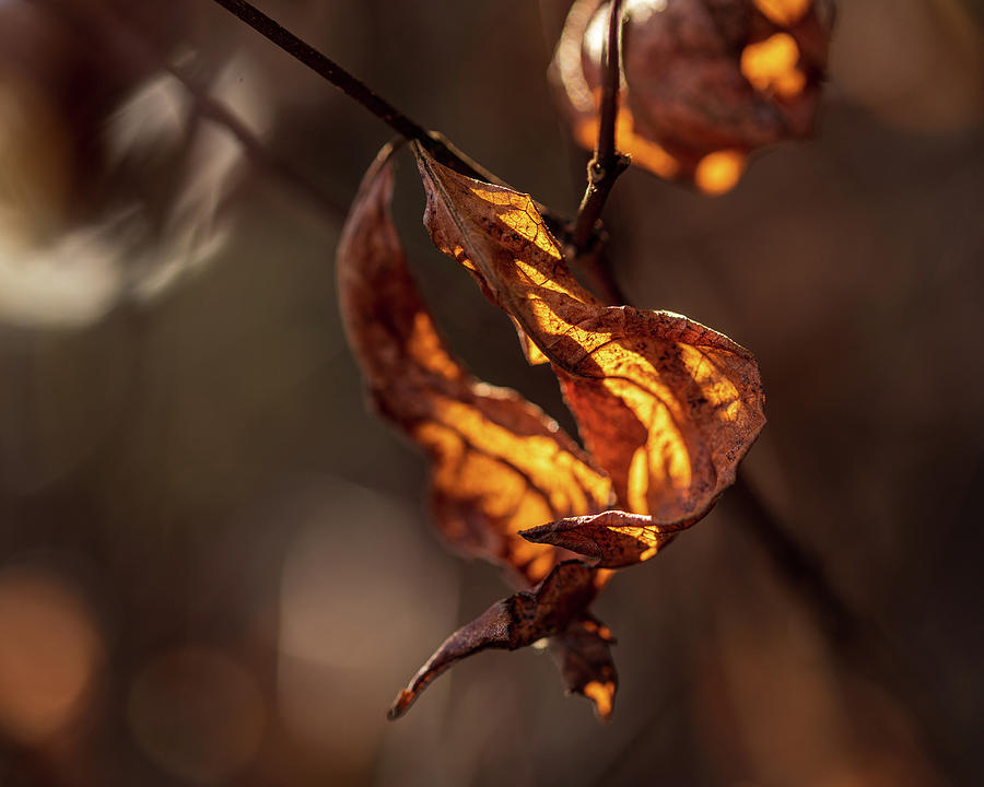 Nature Photography - Fall Leaves #6 Photograph by Amelia Pearn