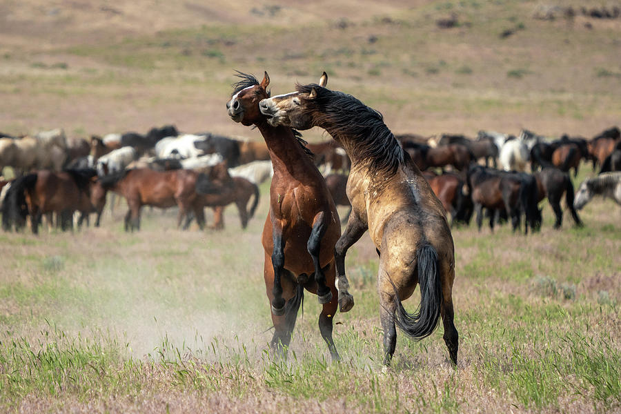 Onaqui Wild Horses #6 Photograph by Wesley Aston