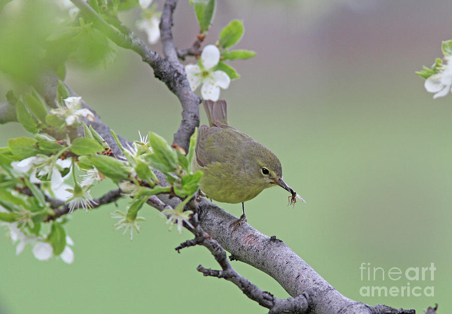 Orange-Crowned Warbler #6 Photograph by Gary Wing