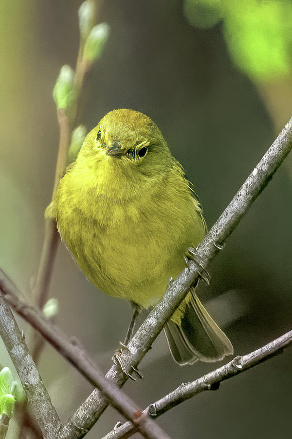 Orange-crowned Warbler #6 Photograph by Timothy Anable