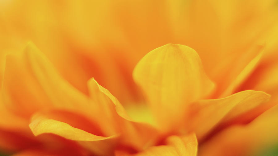 Orange Yellow Daisy Flower Macro Close-up #6 Photograph by Alex Grichenko