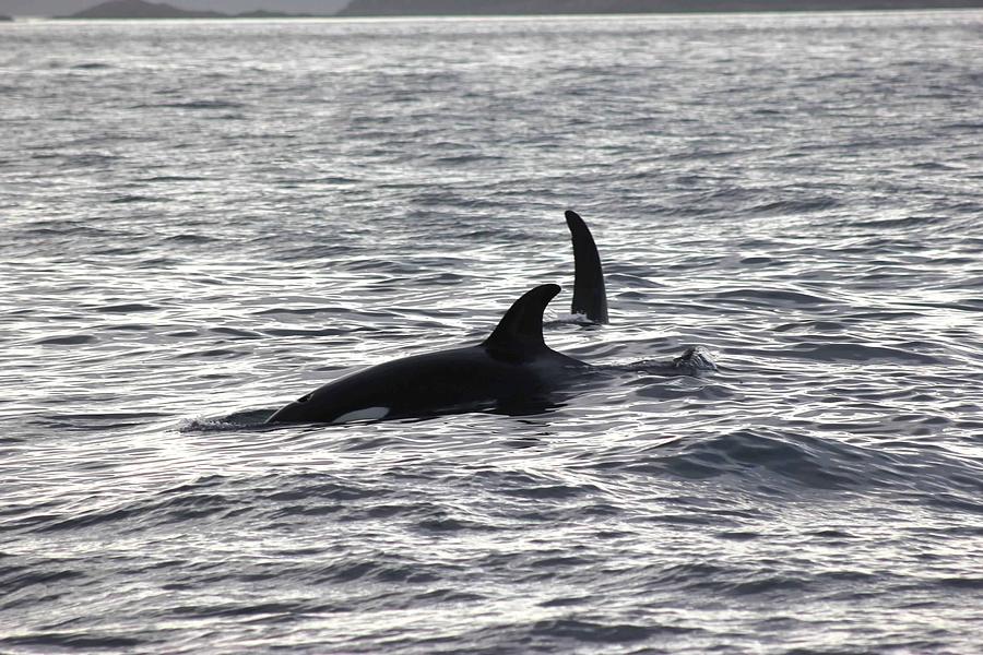 Orca Photograph by Rachel Limpus - Fine Art America