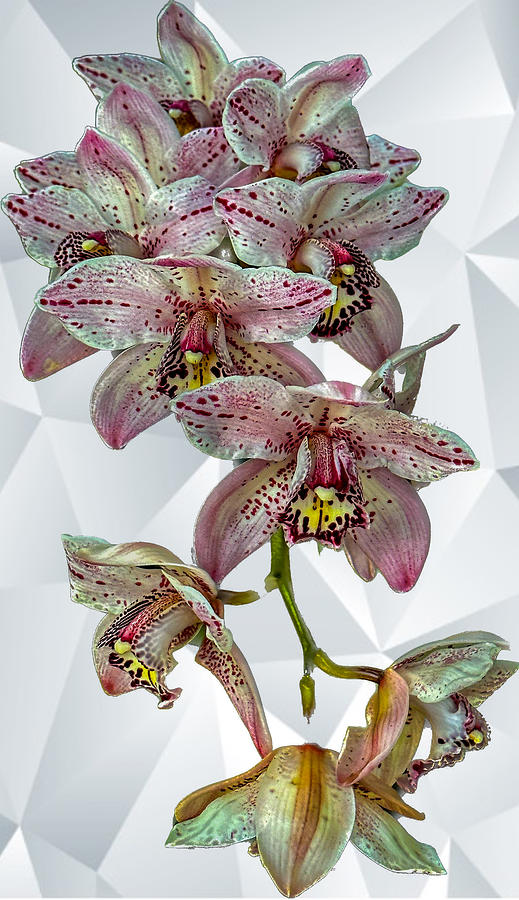 Orchids  #6 Photograph by Don Wright
