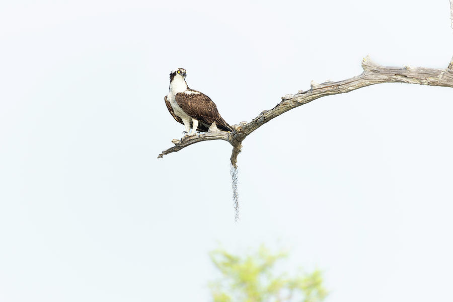Osprey #6 Photograph by Fran Gallogly