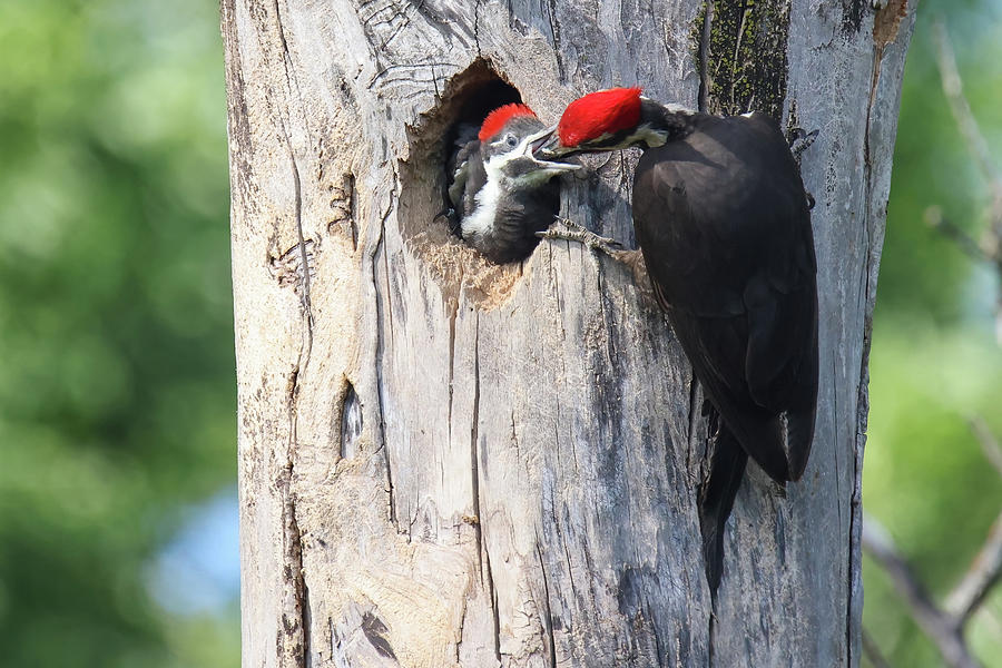 Pileated Woodpecker Family #6 Photograph by Brook Burling