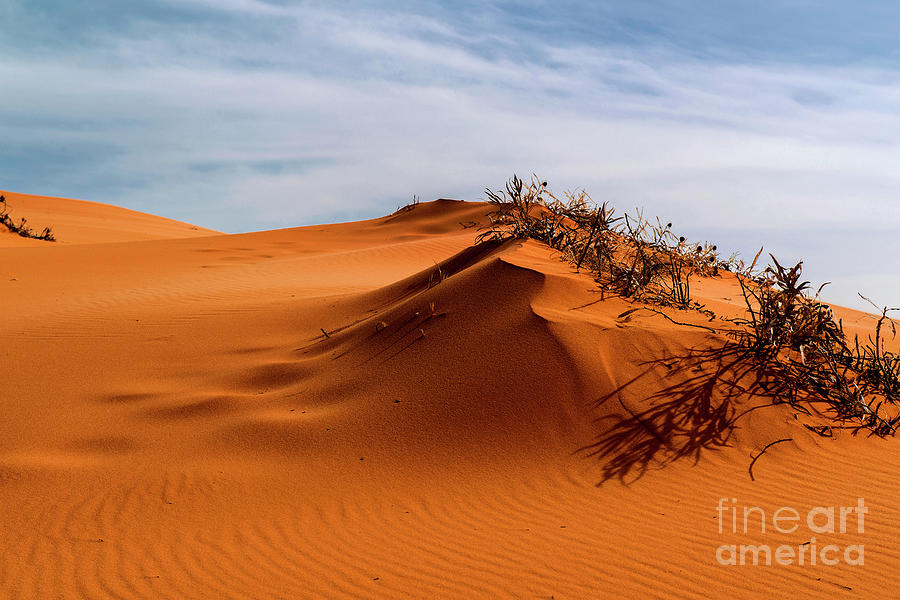 Pink-Hued Sand Dunes, Coral Pink Sand Dunes State Park, Kanab, Utah ...