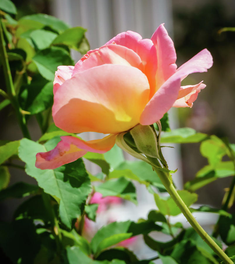 Pink Rose #6 Photograph by Jane Luxton