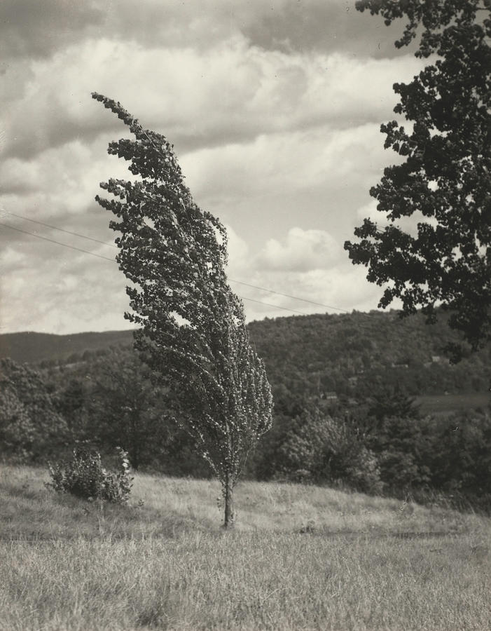 Black And White Photograph - Poplar #6 by Alfred Stieglitz Black And White Photograph - Poplar #6 by Alfred Stieglitz