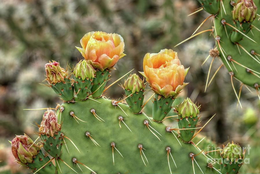 Prickly Pear Cactus Blooms in the Sonoran Desert #6 Photograph by Kenneth Roberts