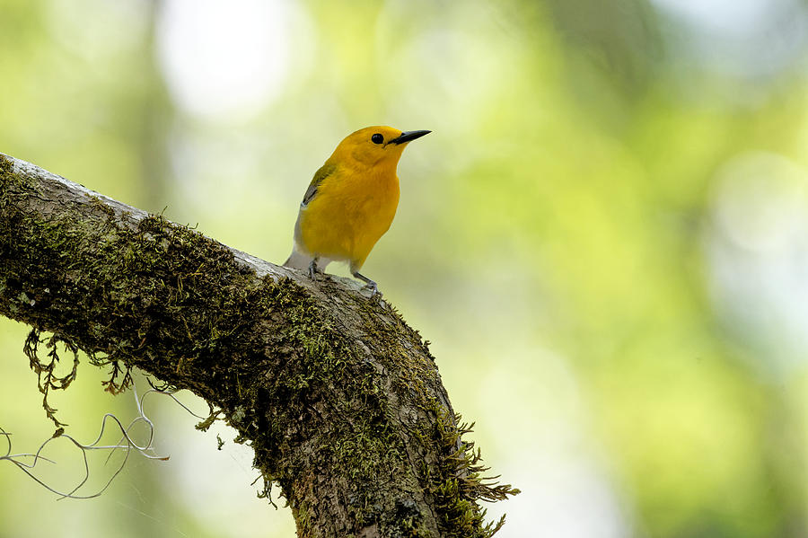 Prothonotary Warbler #6 Photograph by Colin Hocking