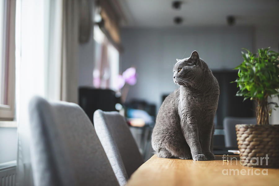 Proud cat sitting on the table. British shorthair breed 6