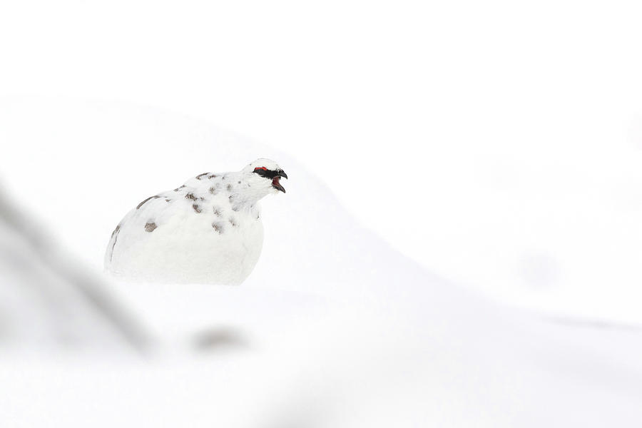 Ptarmigan In Snow #6 Photograph by Pete Walkden