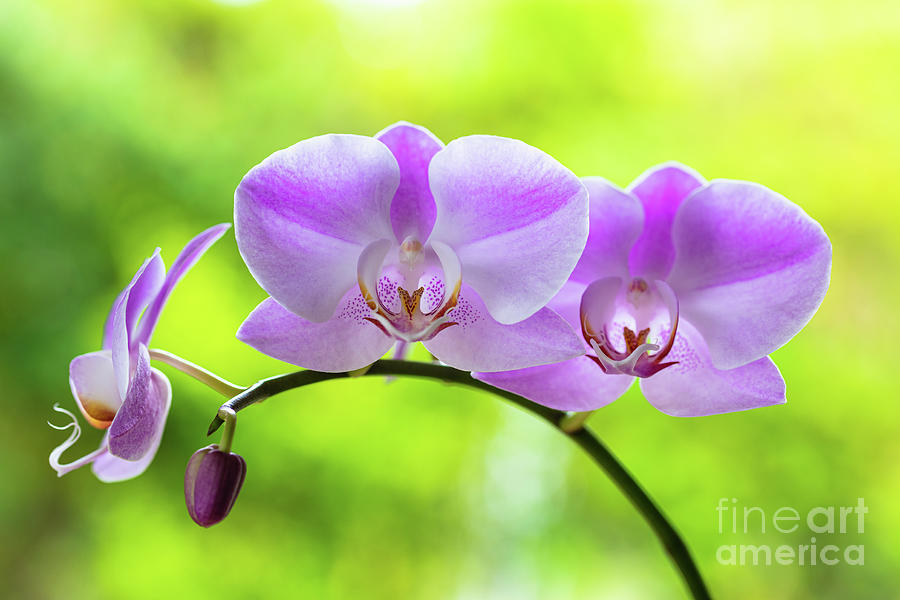 Purple Orchid Flowers #6 Photograph by Raul Rodriguez