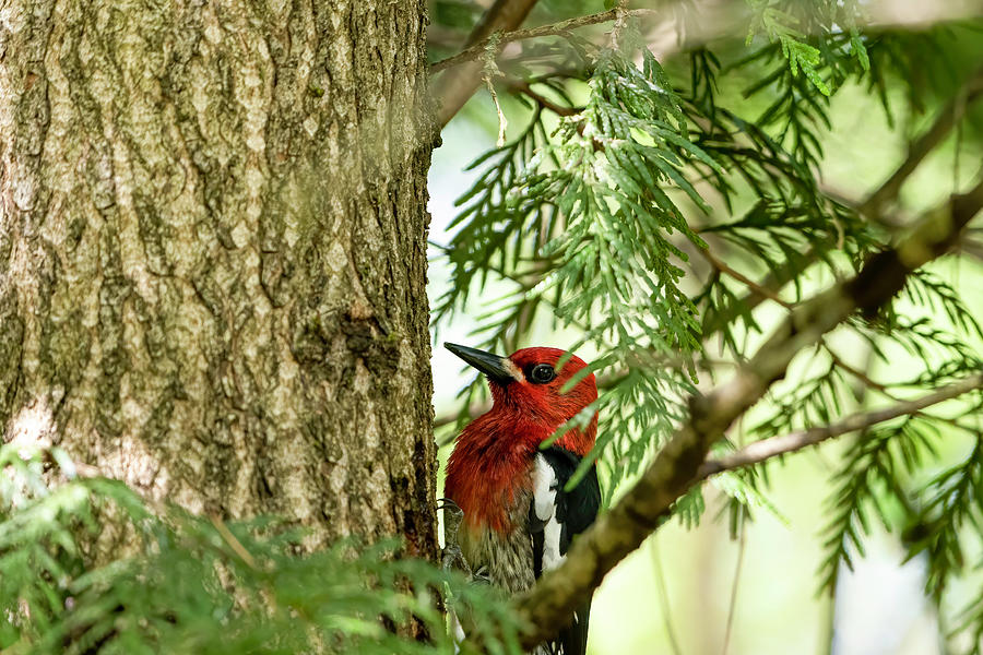 Red-Breasted Sap Sucker #6 Photograph by Timothy Anable - Pixels