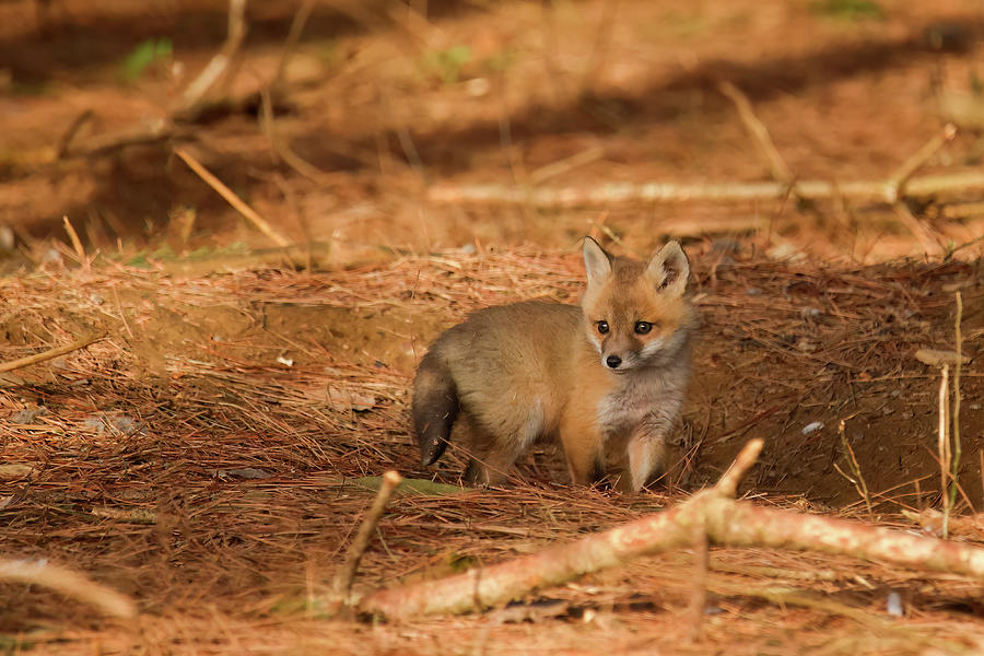 Red Fox Kit #6 Photograph by Brook Burling