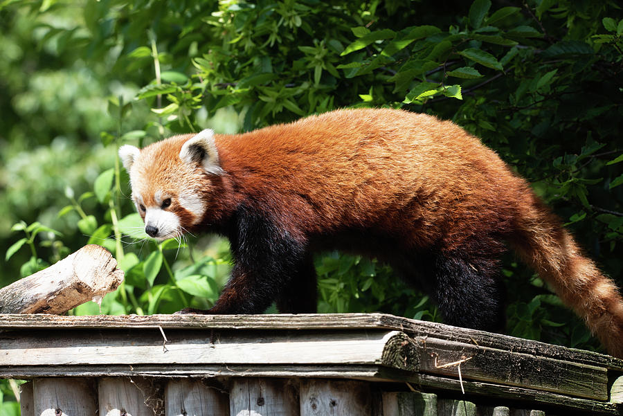 Red Panda Photograph by Craig Alderton - Pixels