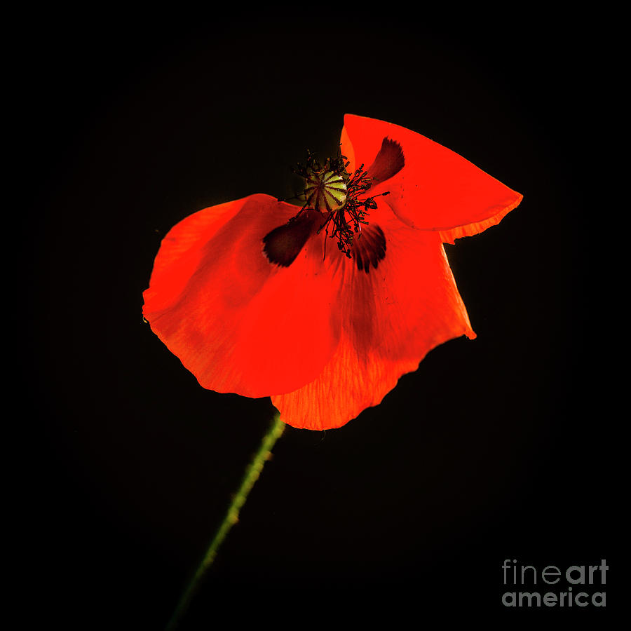 Poppy Photograph - Red poppy #6 by Bernard Jaubert