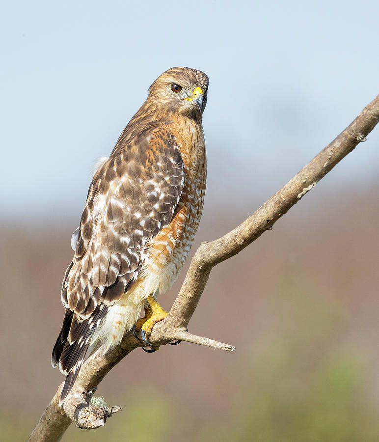 Red-shouldered Hawk #6 Photograph by Fran Gallogly