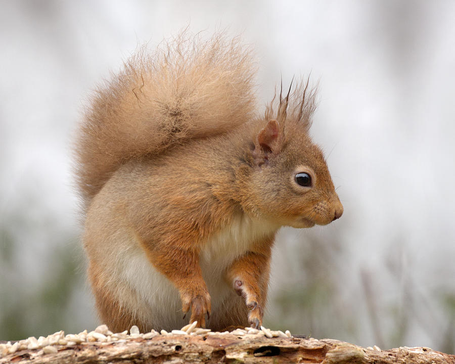 Red Squirrel #6 Photograph by Gavin MacRae