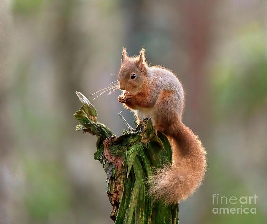 Red squirrel, Sciurus vulgaris #6 Photograph by Louise Heusinkveld