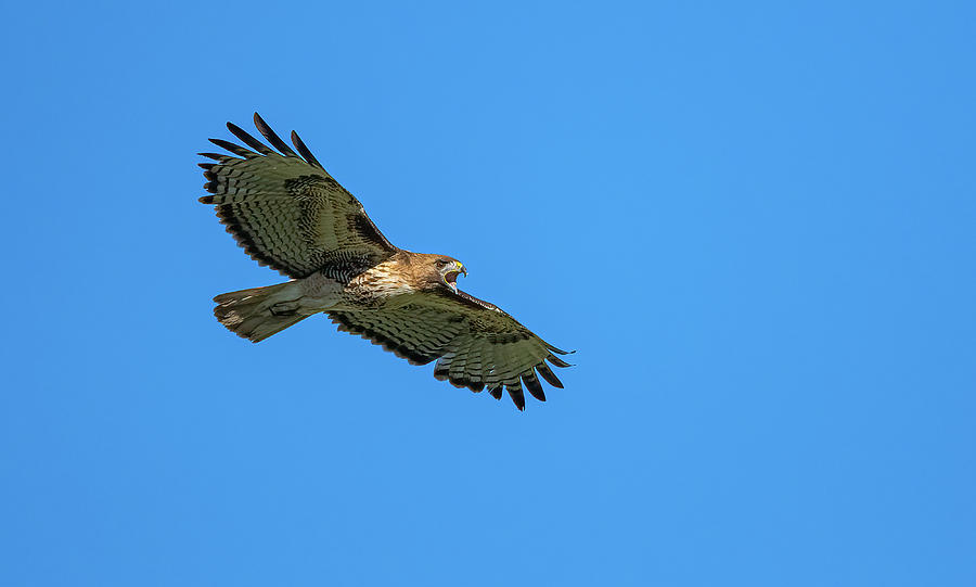 Red Tailed Hawk  #6 Photograph by Rick Mosher