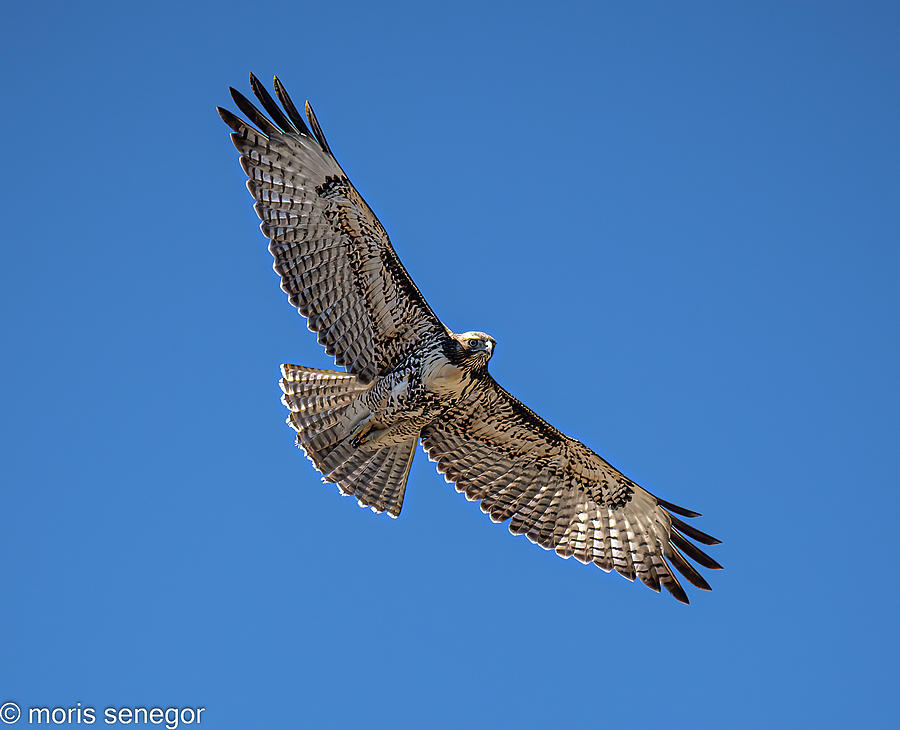 Redtail Hawk Photograph by Moris Senegor - Fine Art America